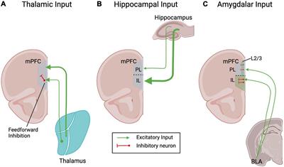 Differential Rearrangement of Excitatory Inputs to the Medial Prefrontal Cortex in Chronic Pain Models